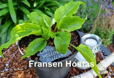 Hosta Chris' Yellow Ruffles